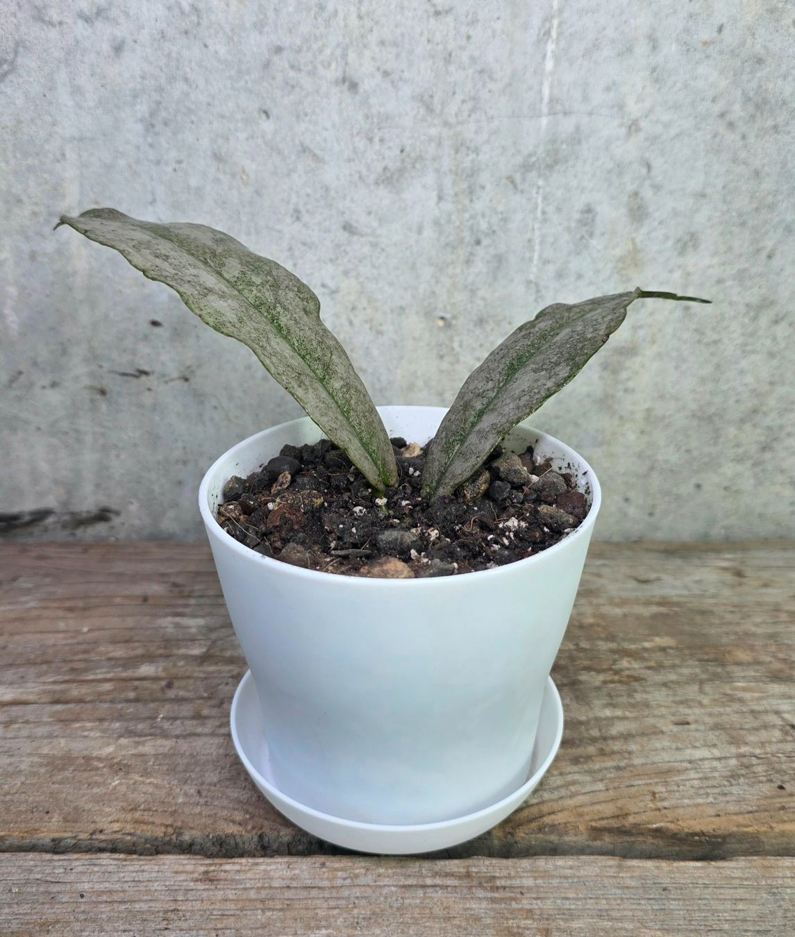 Pflanzen & Samen: Hoya mitrata 'Silver' – Neu (gemäss Beschreibung) aus St.Erhard von Plumilandschweiz 1