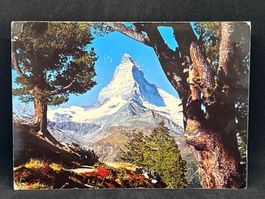 Bei Zermatt: alte, knorrige Bergarven, Matterhorn