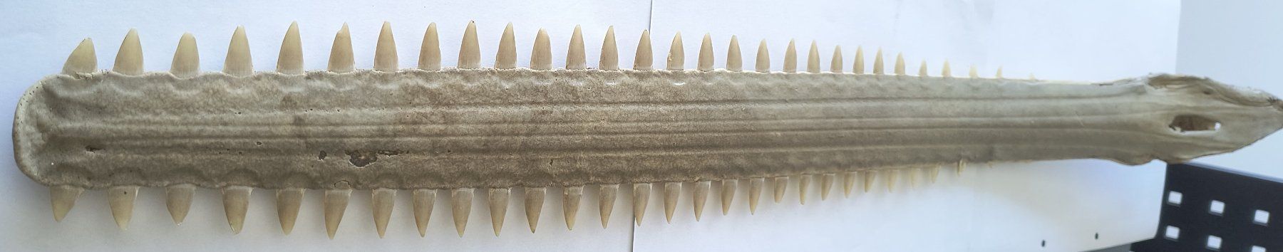 Fossili: Schwertfisch Antik Rochen mit Zähnen – Nuovo (secondo la descrizione) da Laufen venduto da Rimita
