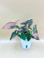 Syngonium Red Spot (Pink Splash) im Selbstbewässerungstopf