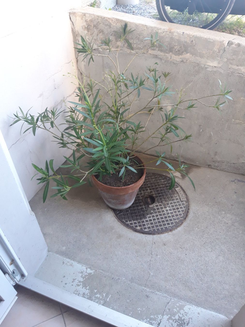 Piante & sementi: Oleander gross ohne Topf – Usato da Feuerthalen venduto da tanatha_st 5