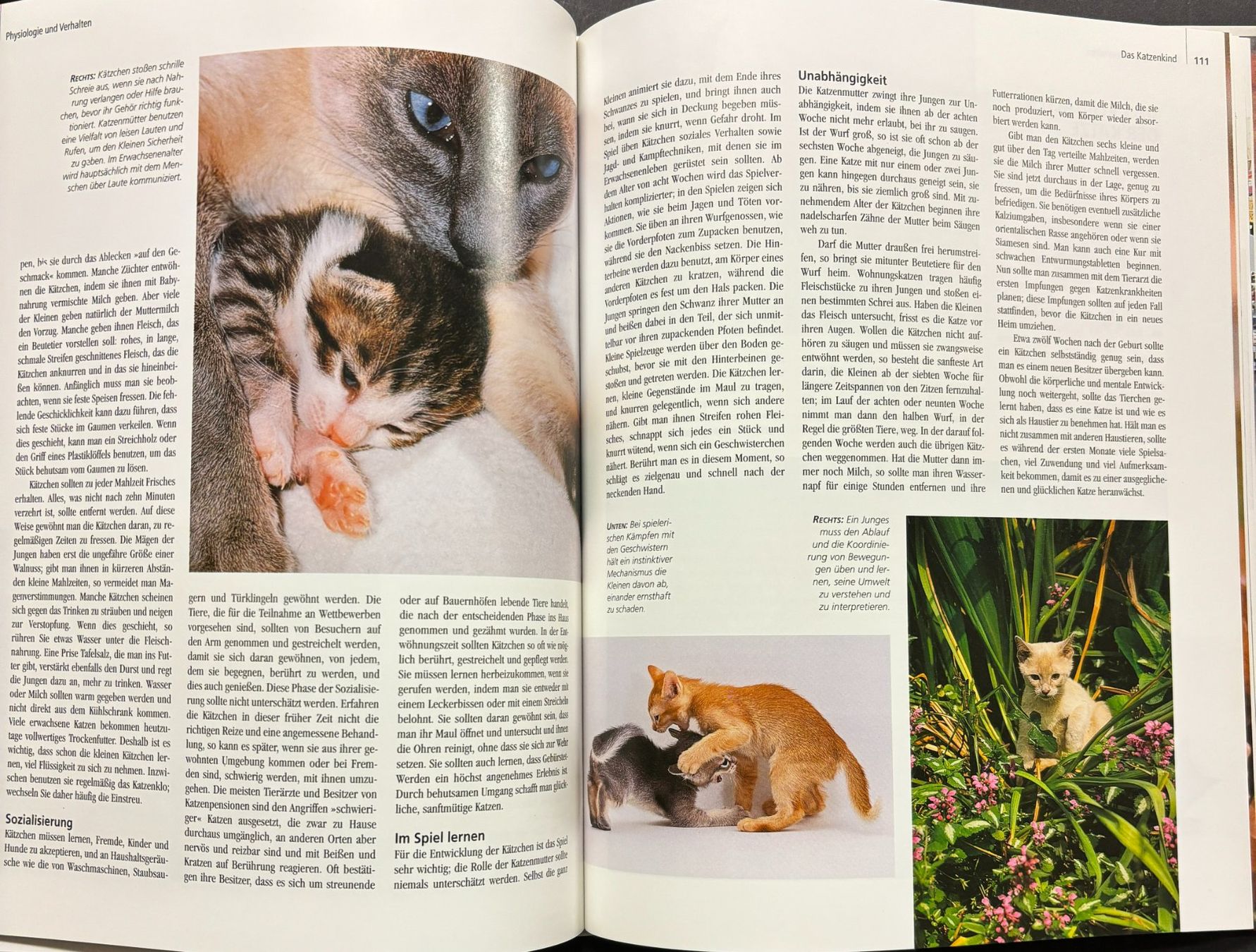 Libri: Katzen und ihre Welt – Nuovo e nell'imballaggio originale da Sarnen venduto da Livres 8