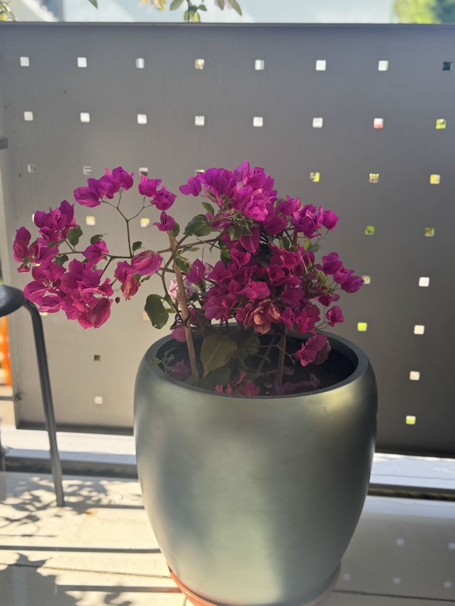 Bougainvillea im Topf, Riminitopf von Jumbo, neuwertig! (Neu und ...