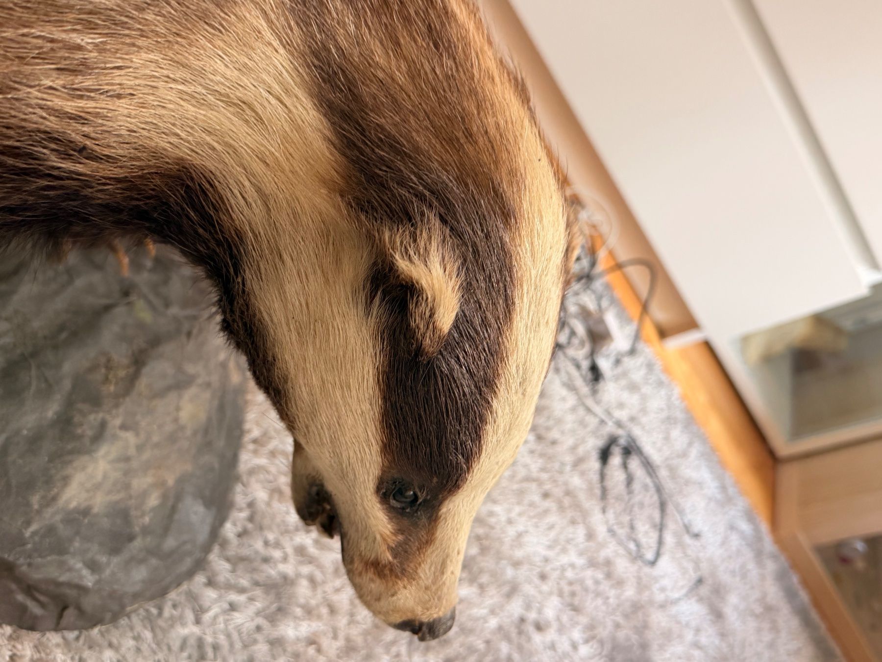 Il mondo degli animali: präparierter dachs neu – Usato da Greifensee venduto da Froschkoenig09 1