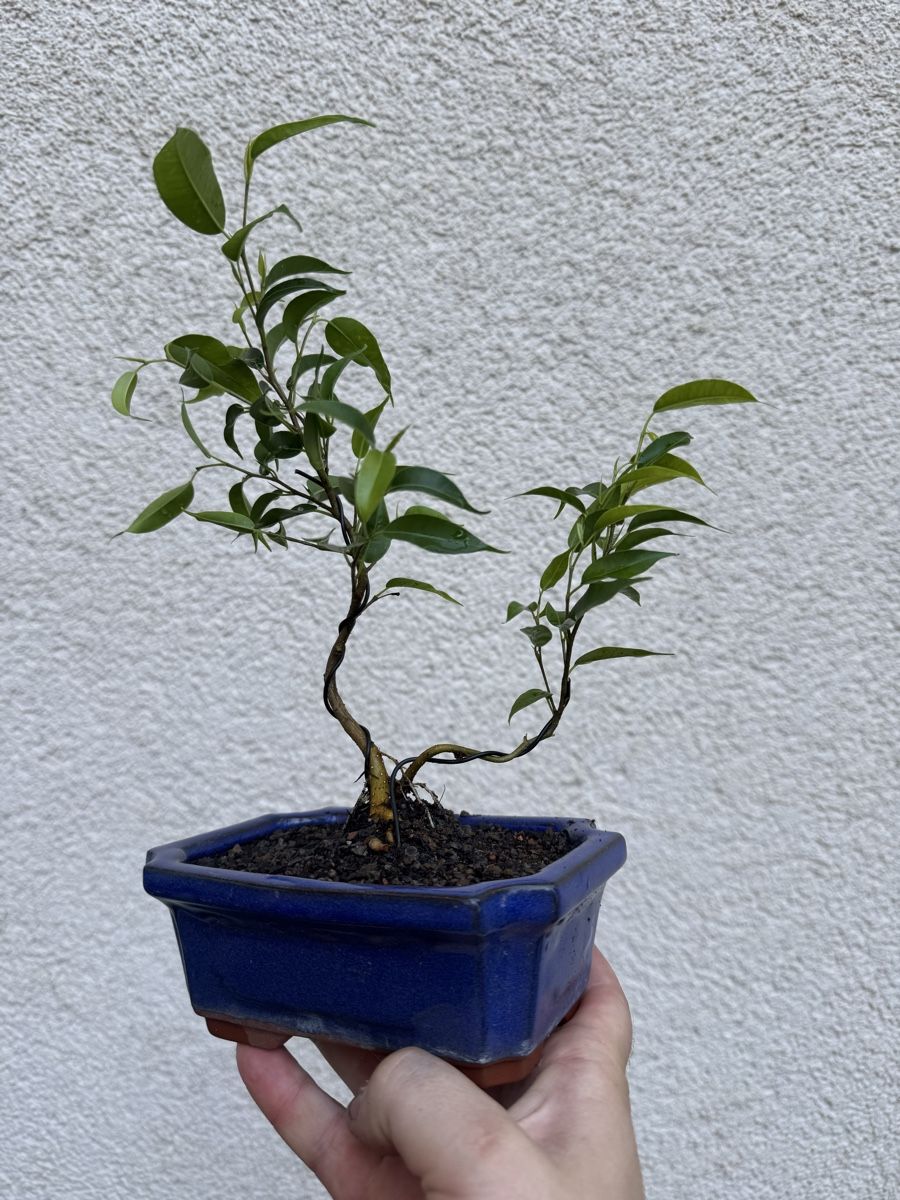 Piante & sementi: Mehrstämmiger Ficus Bonsai  – Usato da Rümlang venduto da Gruseh.ch 2