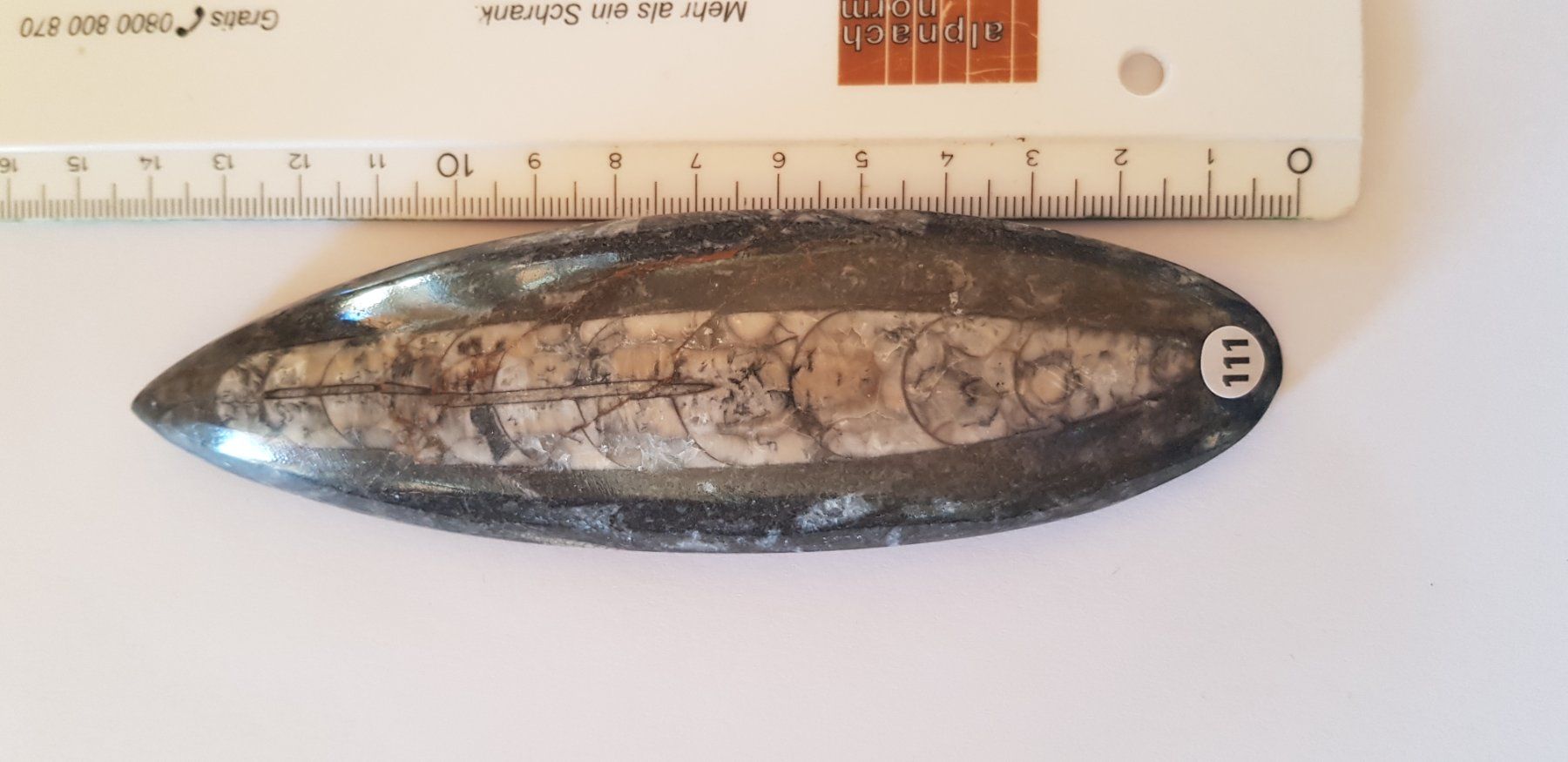 Fossili: Orthoceras  Nr 111 – Nuovo (secondo la descrizione) da Schwanden-Brienz venduto da Testudo06