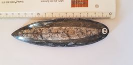 Orthoceras  Nr 111