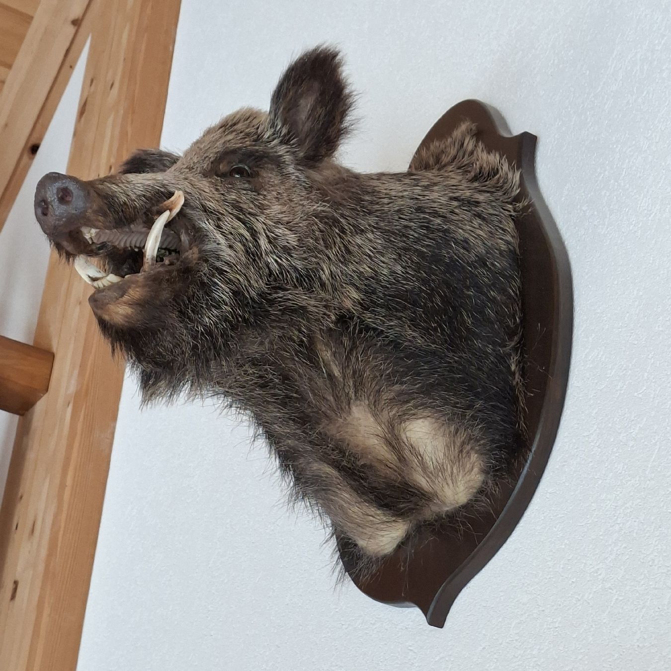 Il mondo degli animali: Widsau Keiler Präparat  – Nuovo (secondo la descrizione) da Hüswil venduto da Tanzfuedle 3