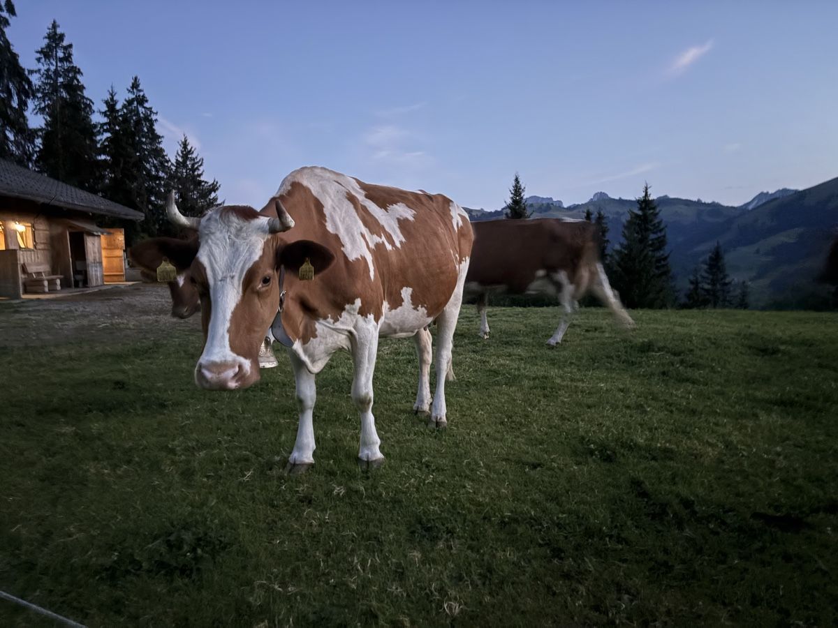 Cibi & Specialità: Alpkäse Raclette – Nuovo e nell'imballaggio originale da Gelterkinden venduto da Aischas 5