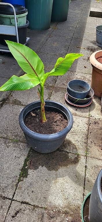 Piante & sementi: Bananenbaum – Usato da Wallisellen venduto da Eugenio 2