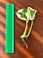 🌿 Efeutute variegata – bewurzelter Steckling