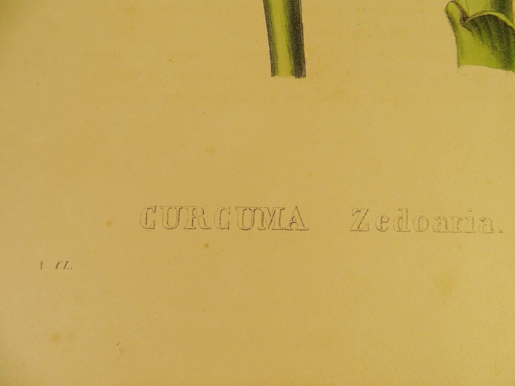 Grafica & Litografie: CURCUMA ZEDOARIA, LITHOGRAPHIE UM 1880 – Usato da Grüningen venduto da Kartensammler 3