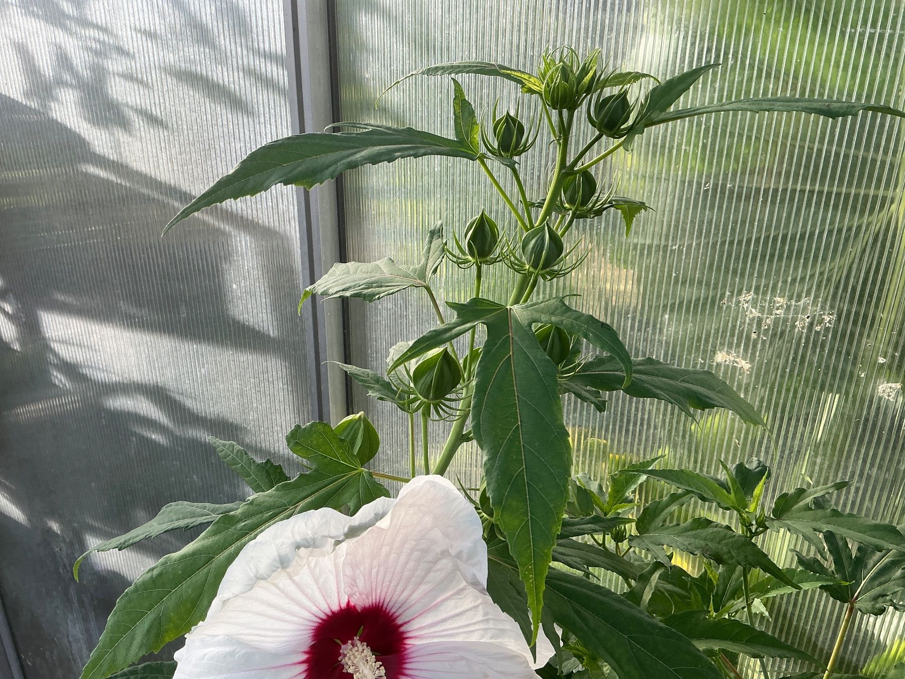Pflanzen & Samen: Hibiskus moscheutos winterhart – Gebraucht aus seon von Agnom 1