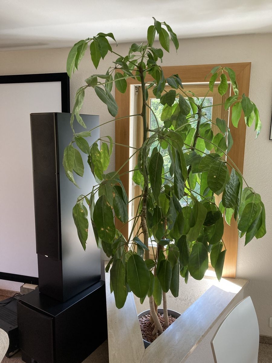 Pflanzen & Samen: 1.90m hohe Schefflera in Hydrokultur – Gebraucht aus Niederuzwil von Princess5