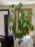 1.90m hohe Schefflera in Hydrokultur