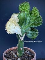 Euphorbia Lactea Albo-Variegata Cristata / veredelt