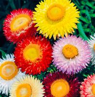 30 Samen MIX Unsterbliche Blume: HELICHRYSUM BRACHTEATUM