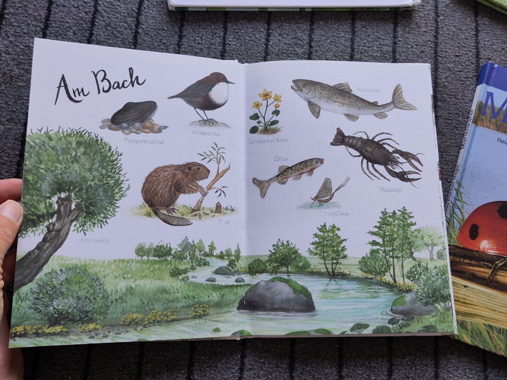 Livres: Bücherpaket Natur & Tiere  – D'occasion à Dettighofen Lengw. par mai_75wt 7
