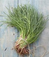 Ab 5.- fr ⚠️RARITÄT⚠️ 5 Samen Agretto Roscano SALSOLA SODA