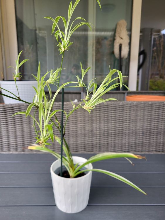 Chlorophytum Grnlilie im Topf mit Rankhilfe (Gebraucht) in Gssing fr CHF  10  nur Abholung auf Ricardo kaufen