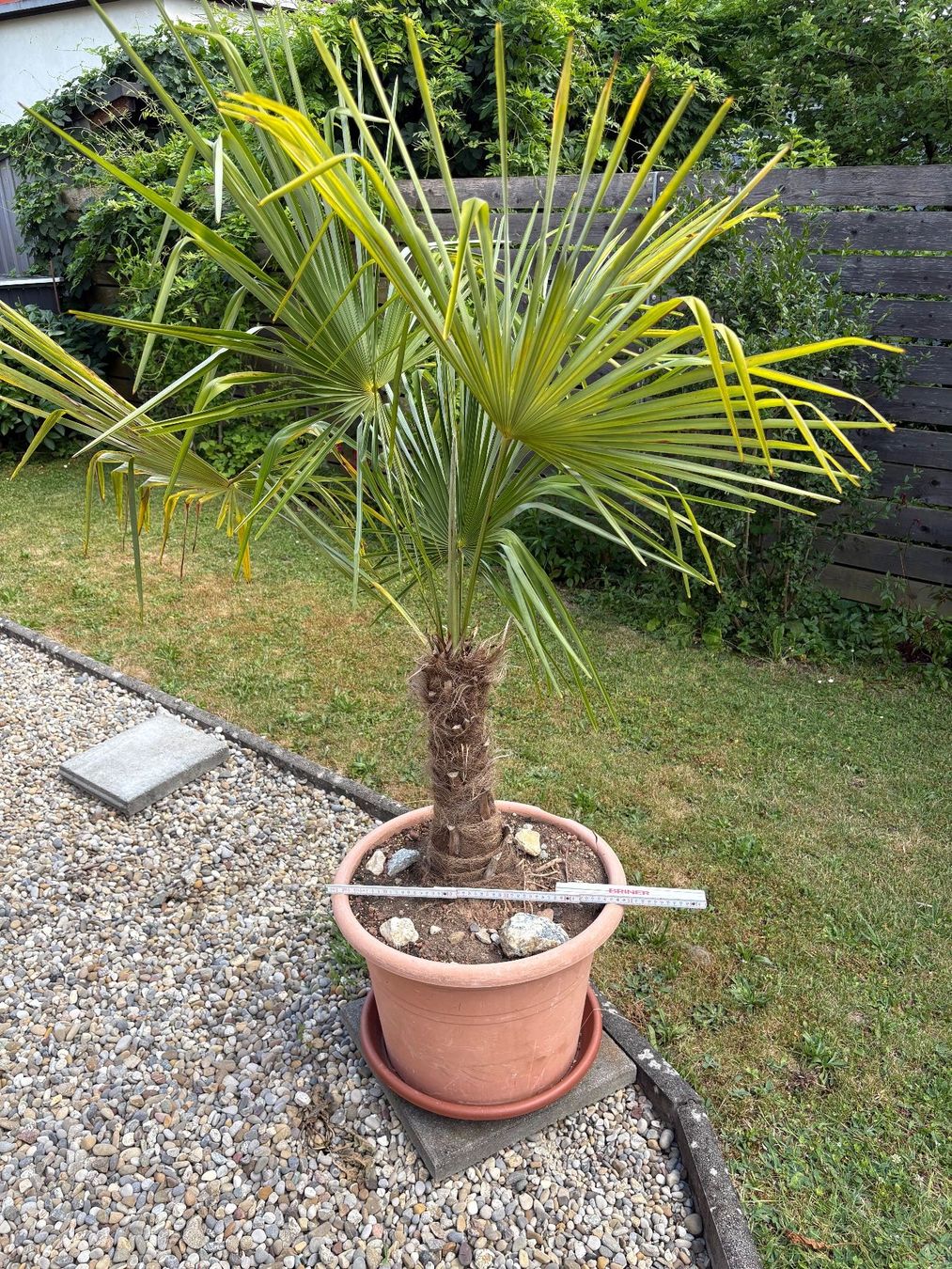 Plantes & graines: Palme – D'occasion à Wiesendangen par plus-minus 3