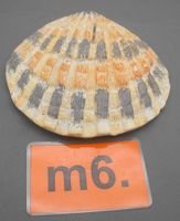 4 Kerzen / Muschelkerzen Sommerdeko, Nr. m6