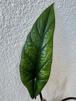 🌿 Alocasia Scalprum Rhizome 🌿