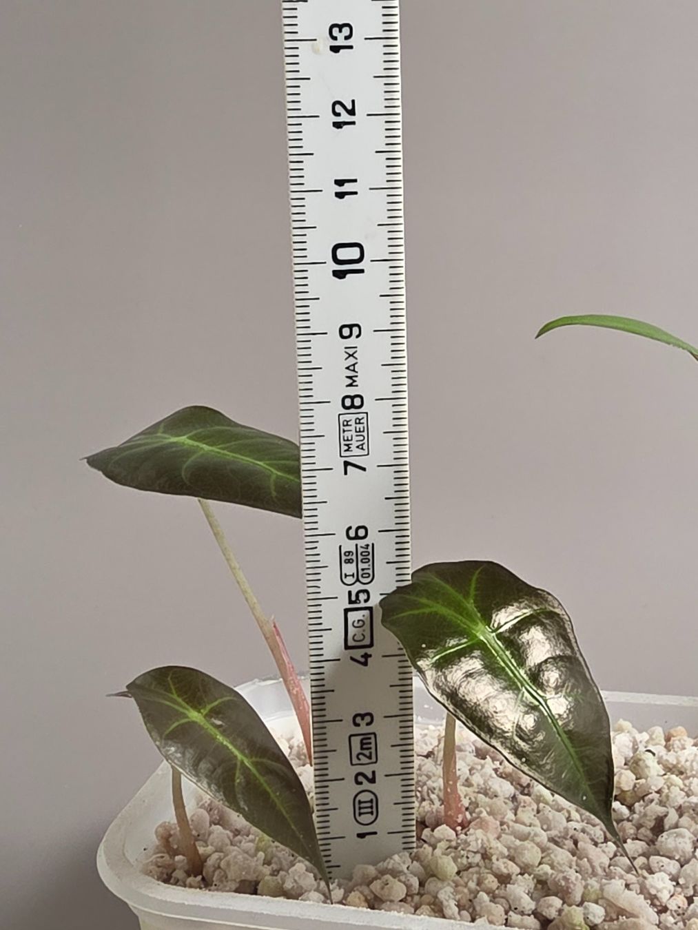 Piante & sementi: Alocasia polly Baby – Nuovo (secondo la descrizione) da Gerolfingen venduto da Azora 2