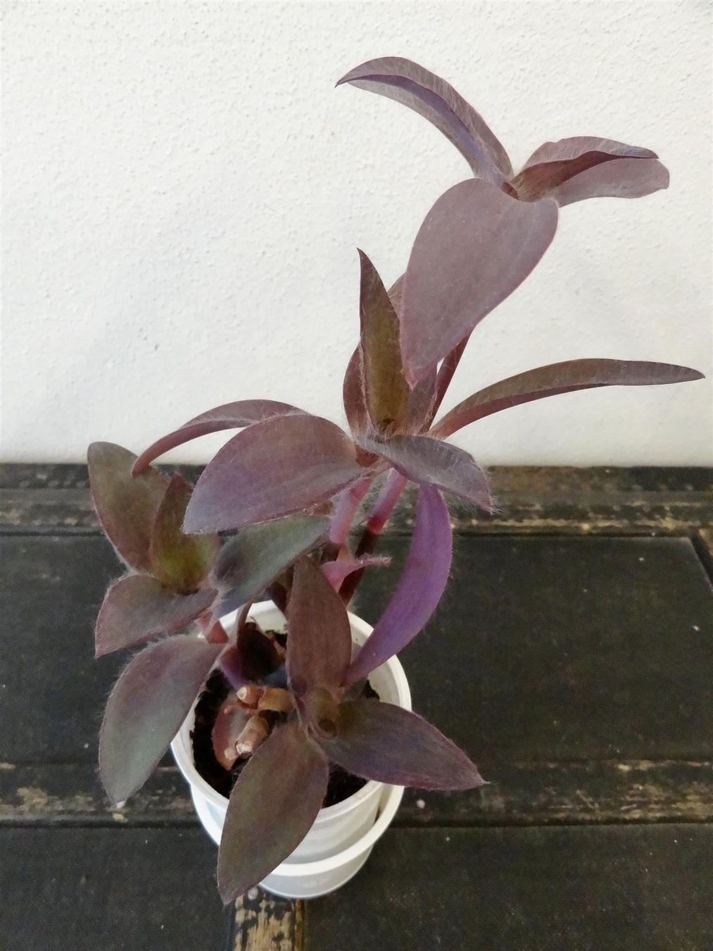 Piante & sementi: Mexikanische Dreimasterblume violett – Nuovo e nell'imballaggio originale da Kerzers venduto da zimmergruen 4