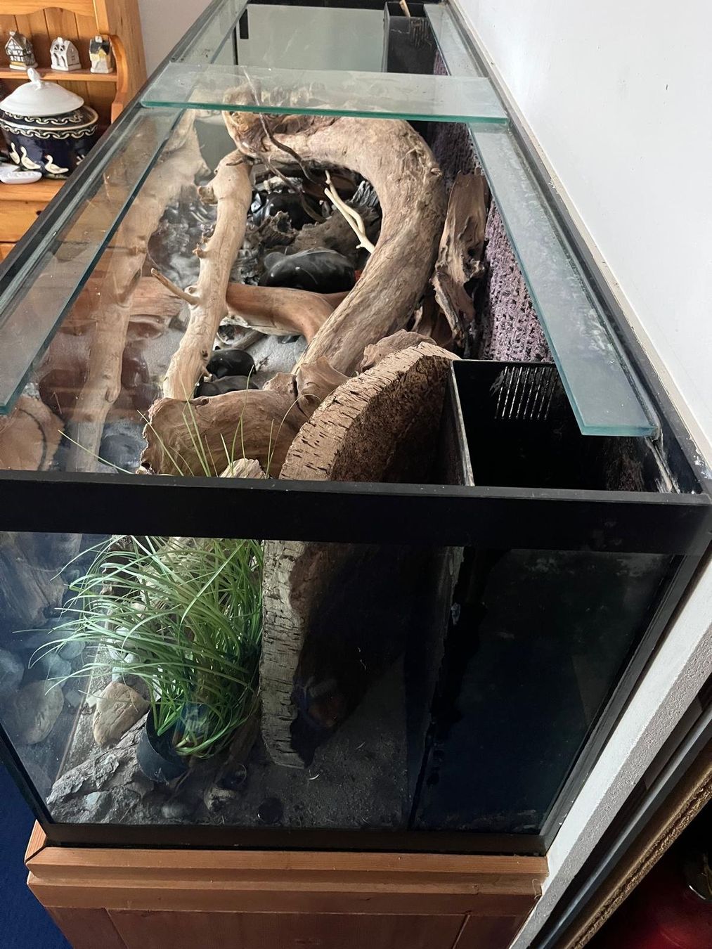 Acquari: Aquarium – Usato da Mollis venduto da berggeis01 2