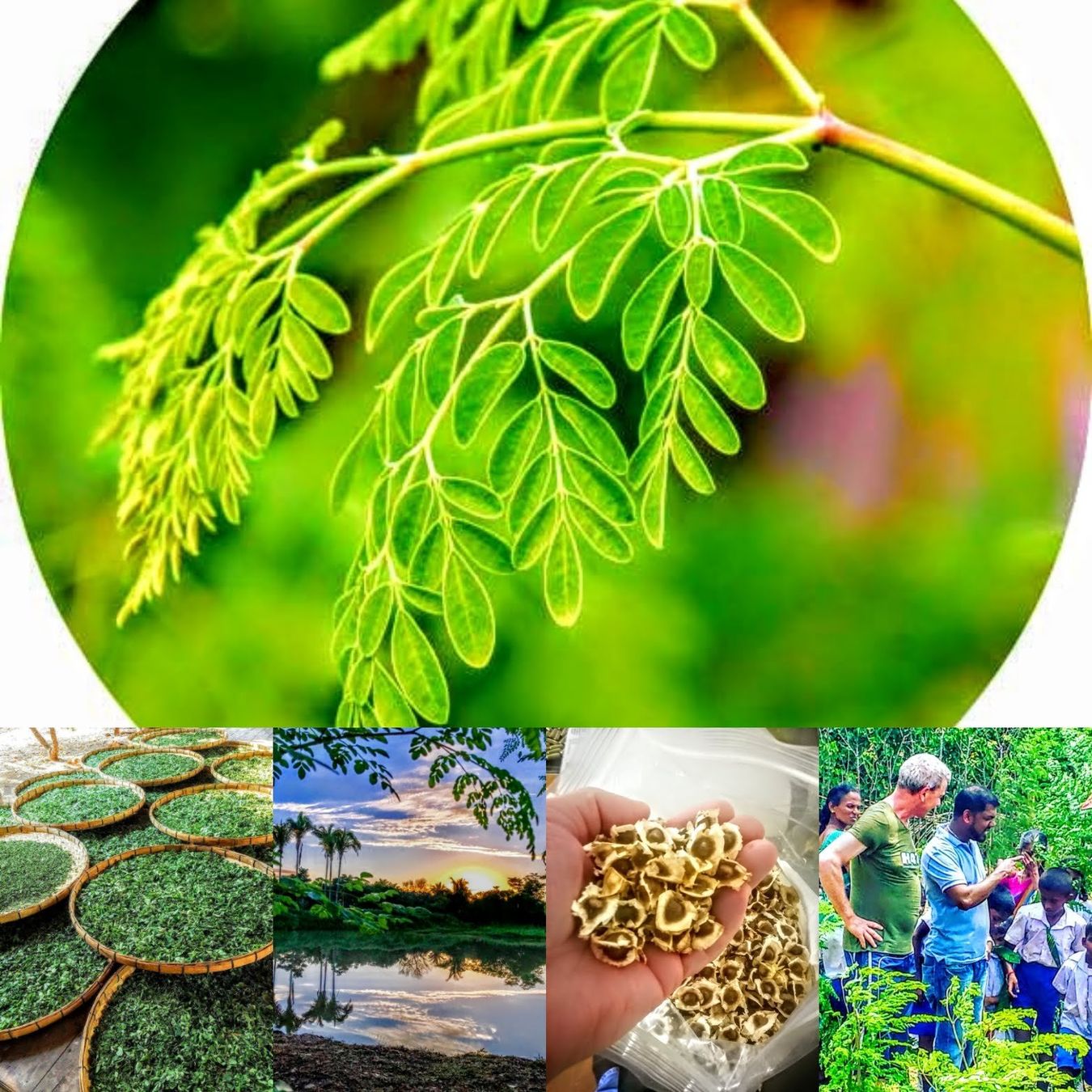 More Nutrition Cibi & Specialità: Moringa Samen Pulver Kapseln – Nuovo e nell'imballaggio originale da Luzern venduto da ivo_schild 8