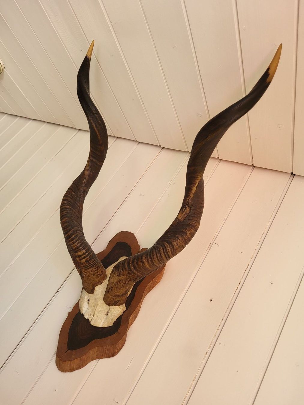 Altre raccolte & rarità: Kudu Antilope – Usato da Flawil venduto da Uncristalized 1