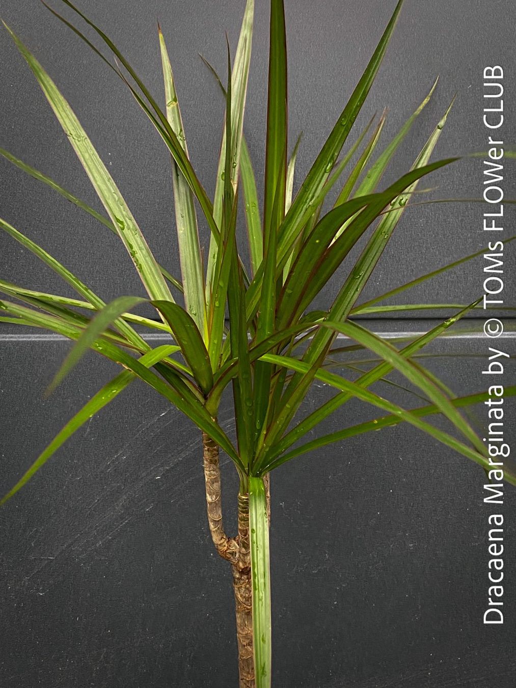 Piante & sementi: Dracaena Marginata - das elegante Drachenbaum - Bäumchen – Nuovo e nell'imballaggio originale da Adliswil venduto da astom369 3