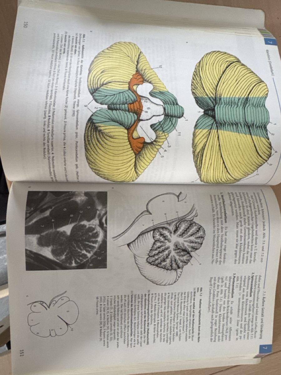 Libri: Neuroanatomie Martin Trepel 3. Auflage – Usato da Neerach venduto da bar_t2xd 1