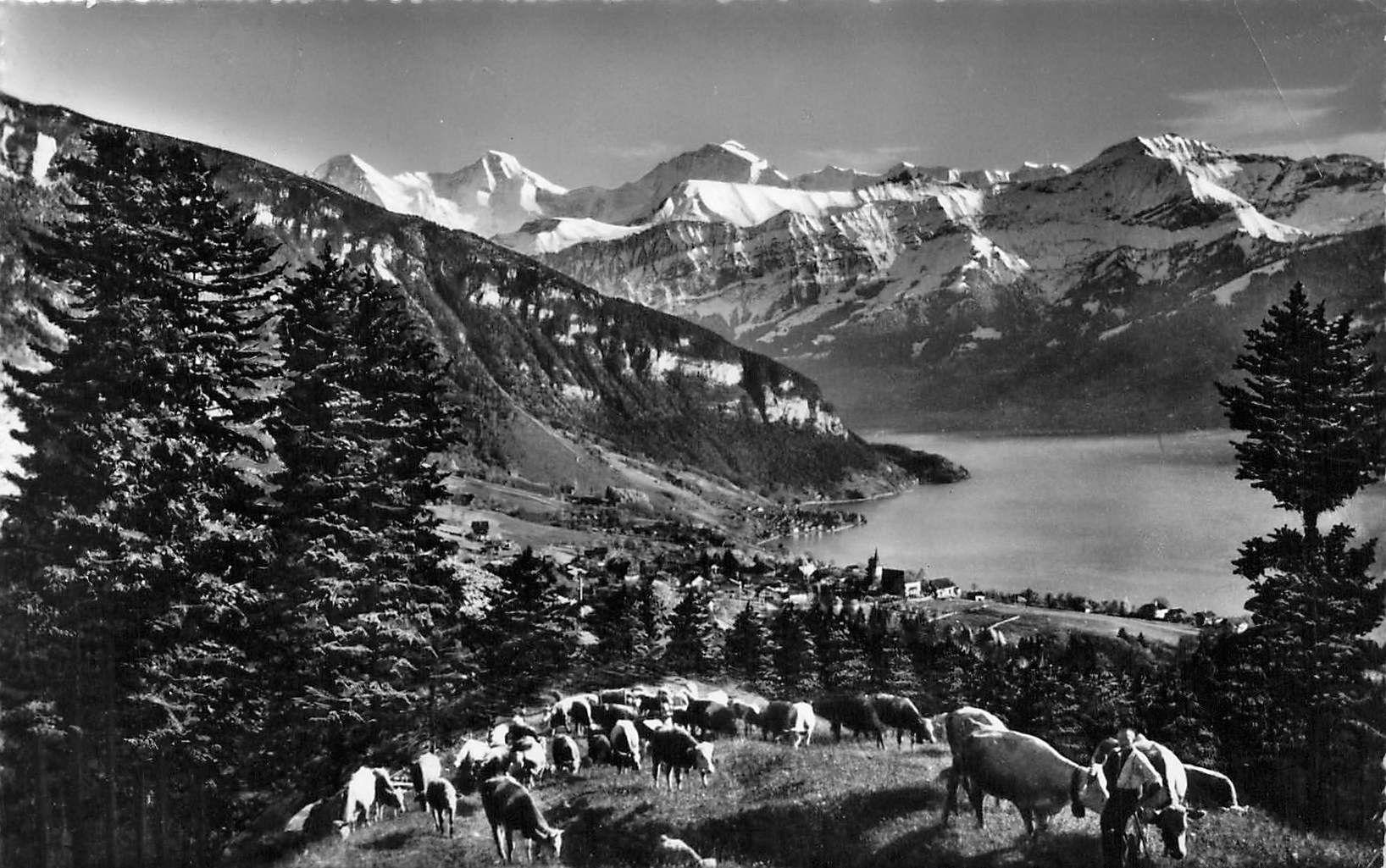 Ansichtskarten: Bern BE Sigriswil am Thunersee mit Eiger Mönch und Jungfrau – Gebraucht aus Biasca von Blenio71