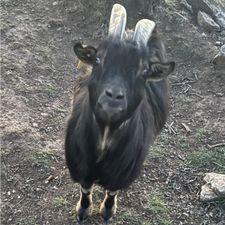 Profile image of alimalopez