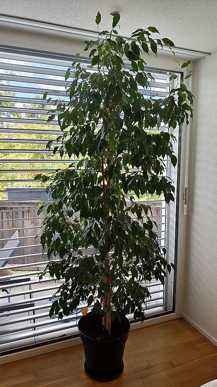 Piante & sementi: Ficus Benjamina - Birkenfeige 250cm – Nuovo e nell'imballaggio originale da Boll venduto da ttr-fun 2