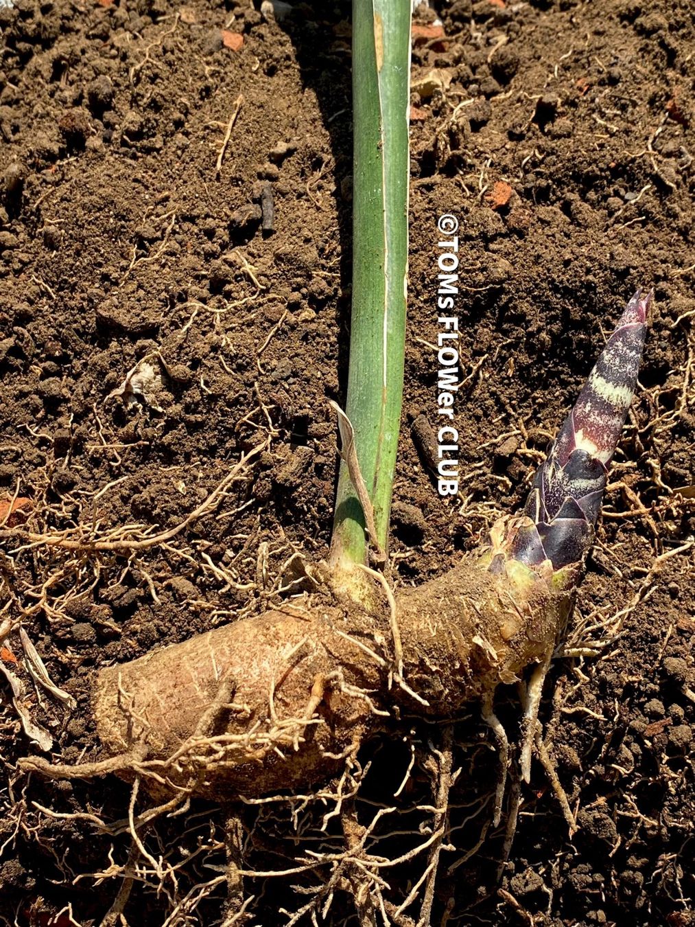 Sansevieria Masoniana Mason's Congo 85cm - 100% Bio-Pflanze (Neu und  originalverpackt) in Adliswil fr CHF 52  nur Abholung auf Ricardo kaufen