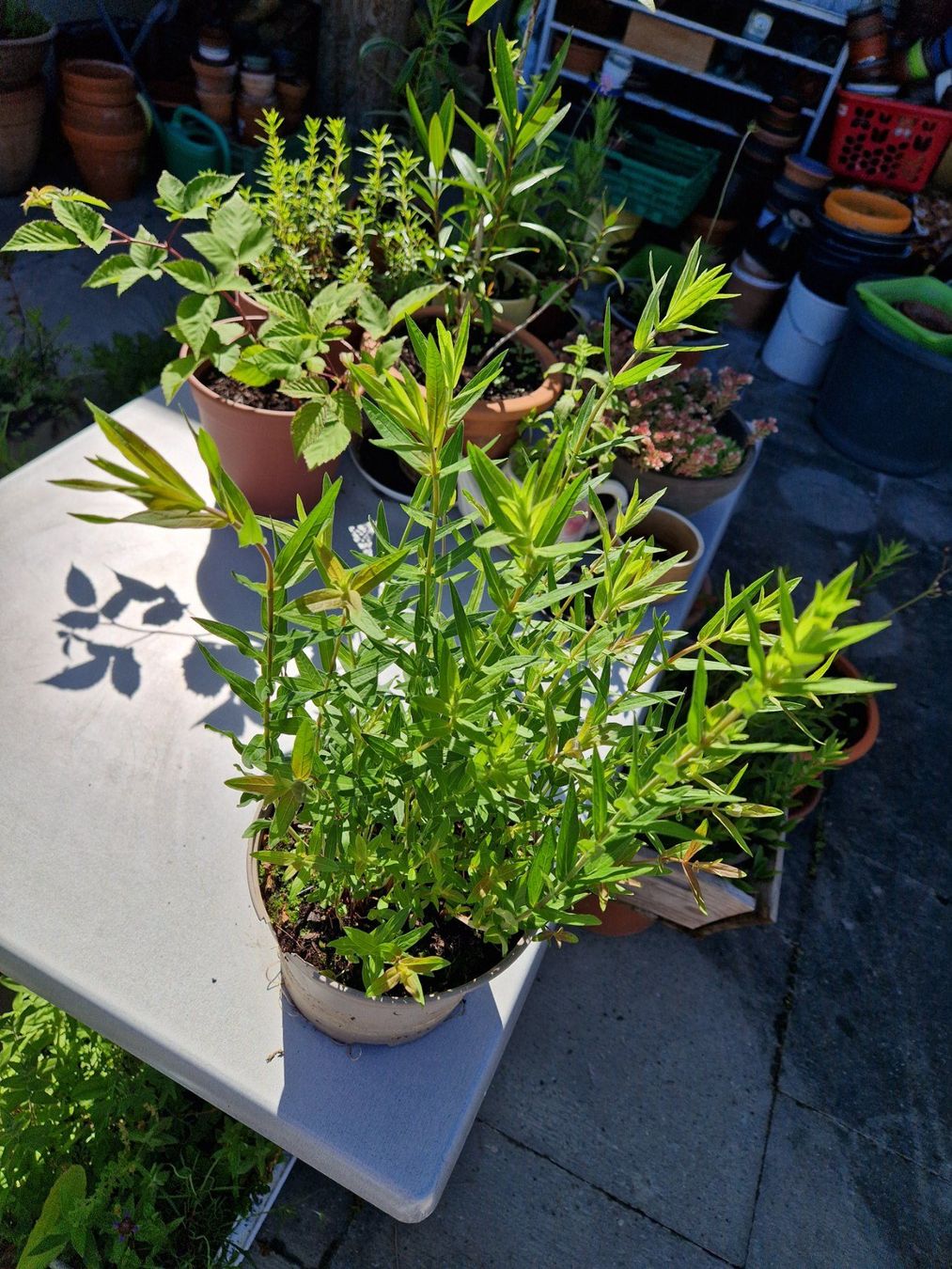 Piante & sementi: Balkon-/Terrassenpflanze: Blutweiderich – Usato da Münchenbuchsee venduto da Aare22 6