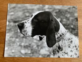 Foto eines Braque d‘Auvergne franz. Jagdhund