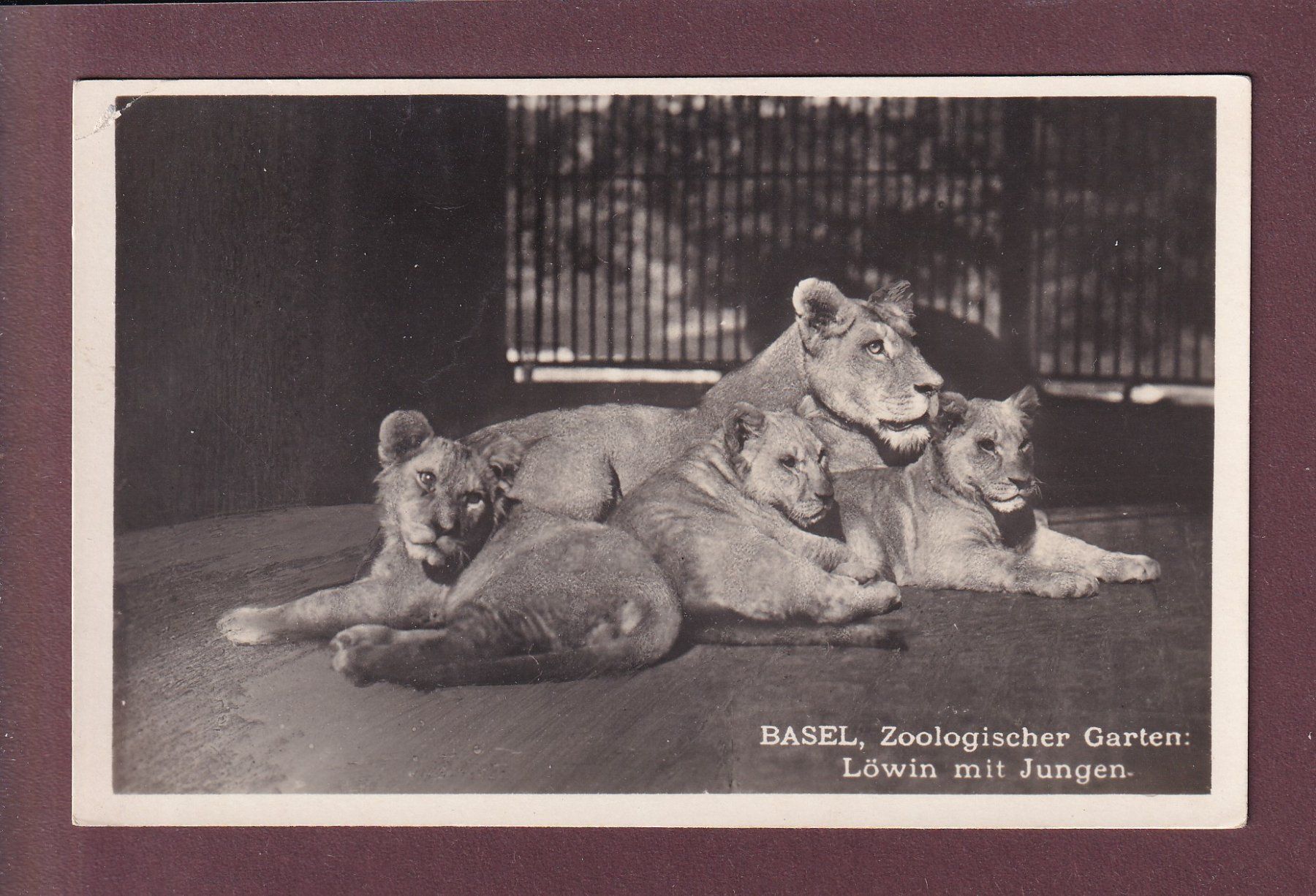 Cartes postales: BASEL - Zoologischer Garten - Löwe // Eckbug // – D'occasion à Pully par nicecards