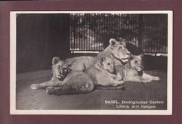 BASEL - Zoologischer Garten - Löwe // Eckbug //