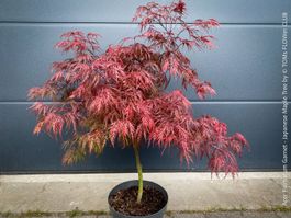 Acer Palmatum Garnet - mit geschlitzten Blättern in Burgundy