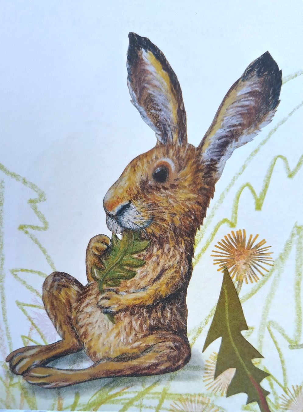 Bücher: Hase Stummel, ein Hasenkind wird gross / Kathrin Schärer – Gebraucht aus Bellach von JingleJerry 6