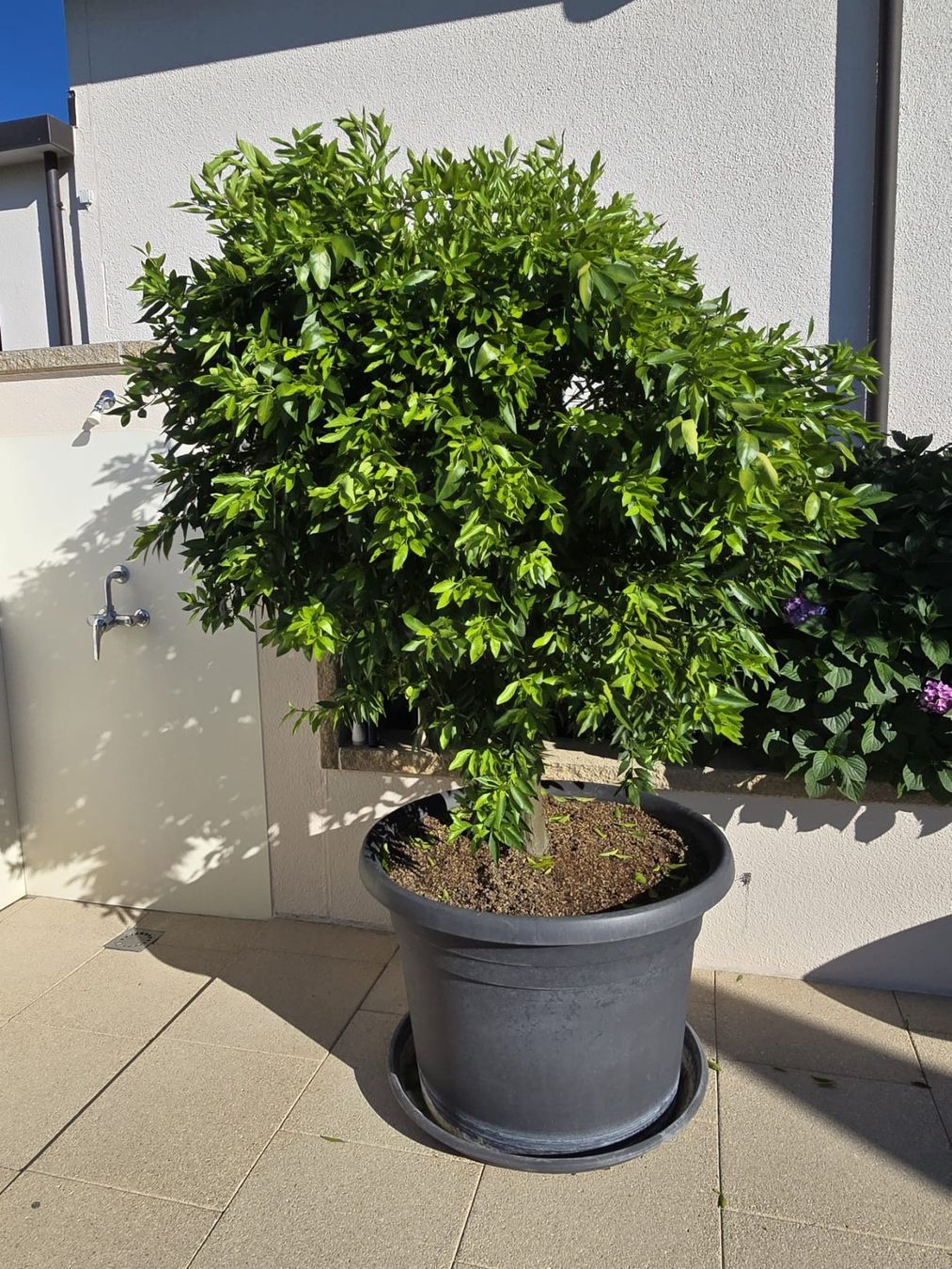 Piante & sementi: Mandarinen-Baum im Topf – Usato da Bleienbach venduto da mogig