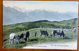 Riederalp am Weg - Bauer mit Kühe 1903