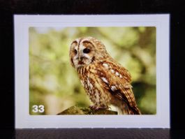 MIGROS MANIA Nature Detectives Nr. 33