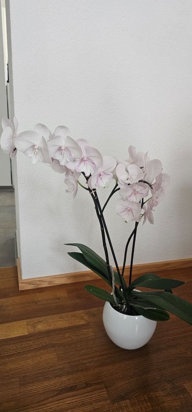 Piante & sementi: Orchidee Phalaenopsis Topf blühend, 🌸. – Usato da Rorschach venduto da Eni_f96b