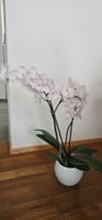 Orchidee Phalaenopsis Topf blühend, 🌸.