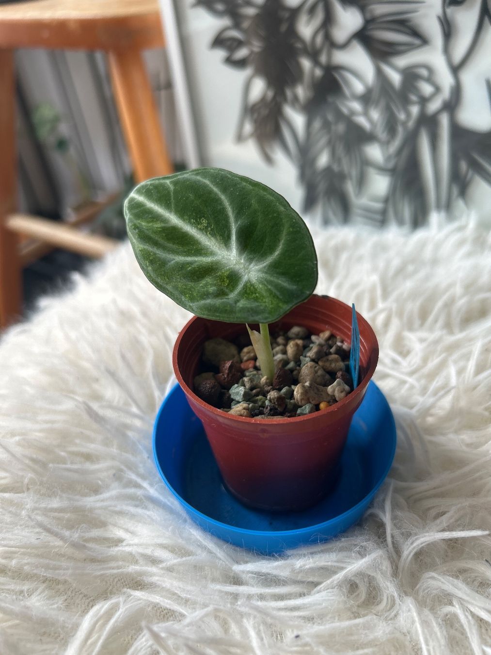 Pflanzen & Samen: Alocasia Ninja variegata #14 – Neu (gemäss Beschreibung) aus Scherzingen von Elefantenohr.ch 1